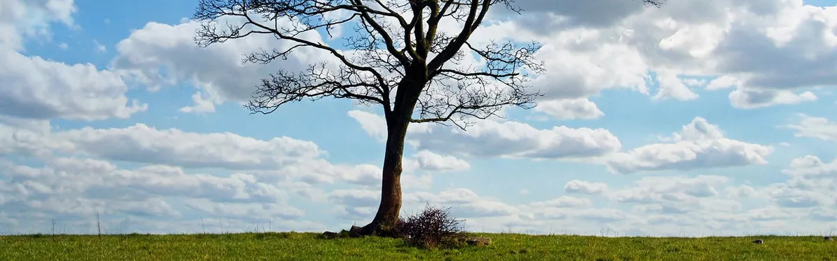 A tree in a field