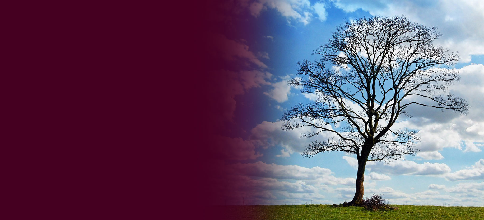 A tree in a field