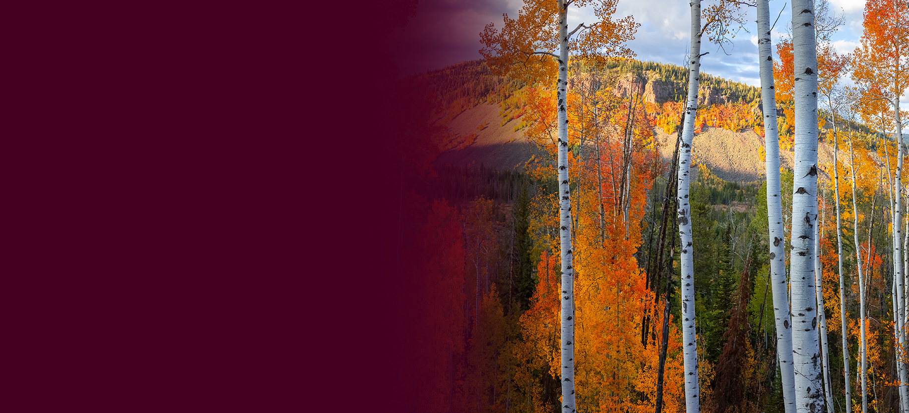 Tall Aspen trees at Uinta Wasatch Cache national forest in Utah