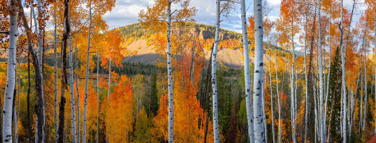 Tall Aspen trees at Uinta Wasatch Cache national forest in Utah