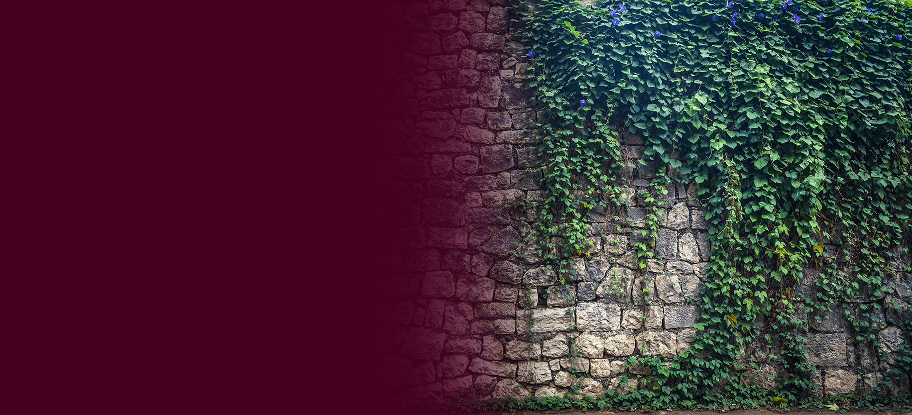 A stone wall with plants growing on it