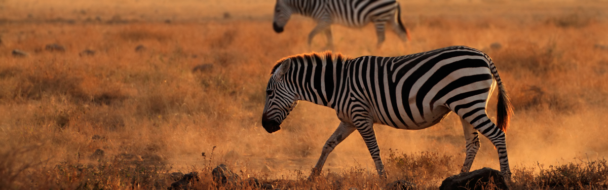 Zebras walking in the wild