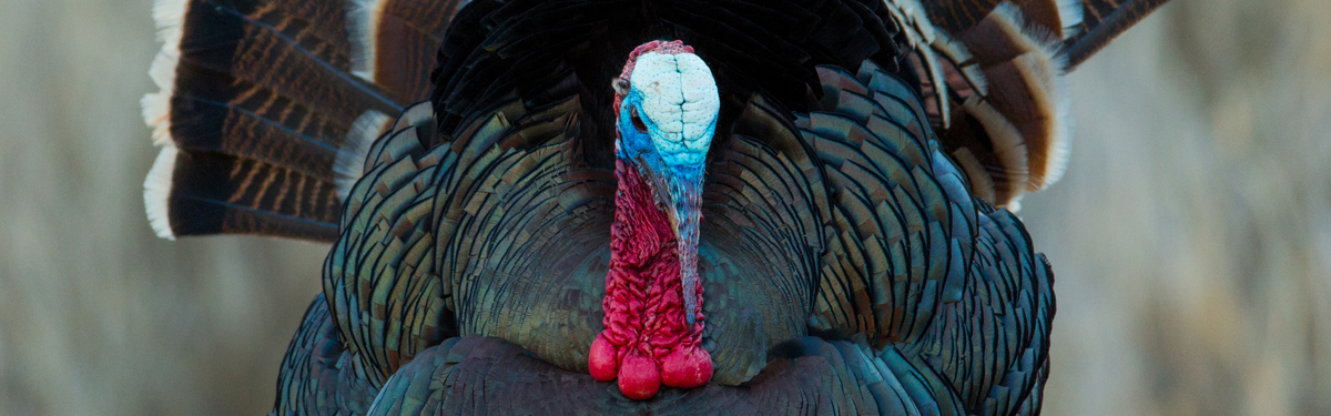 A turkey