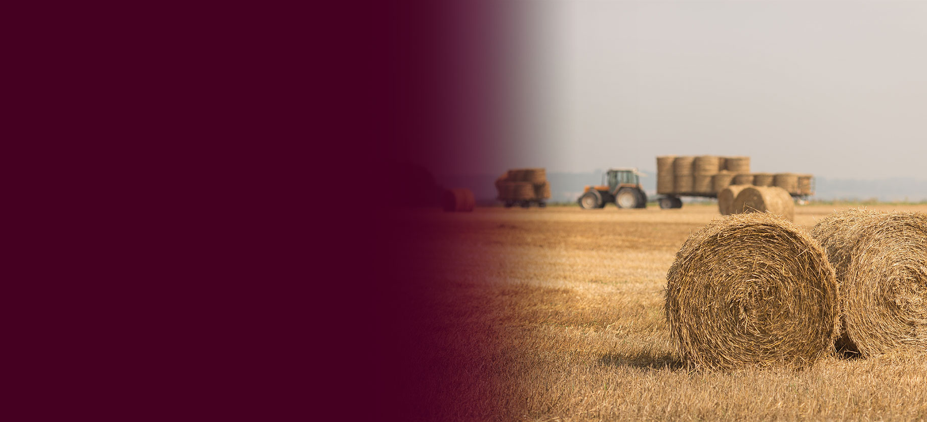 Bales of hay in a field and a tractor pulling hay in the background