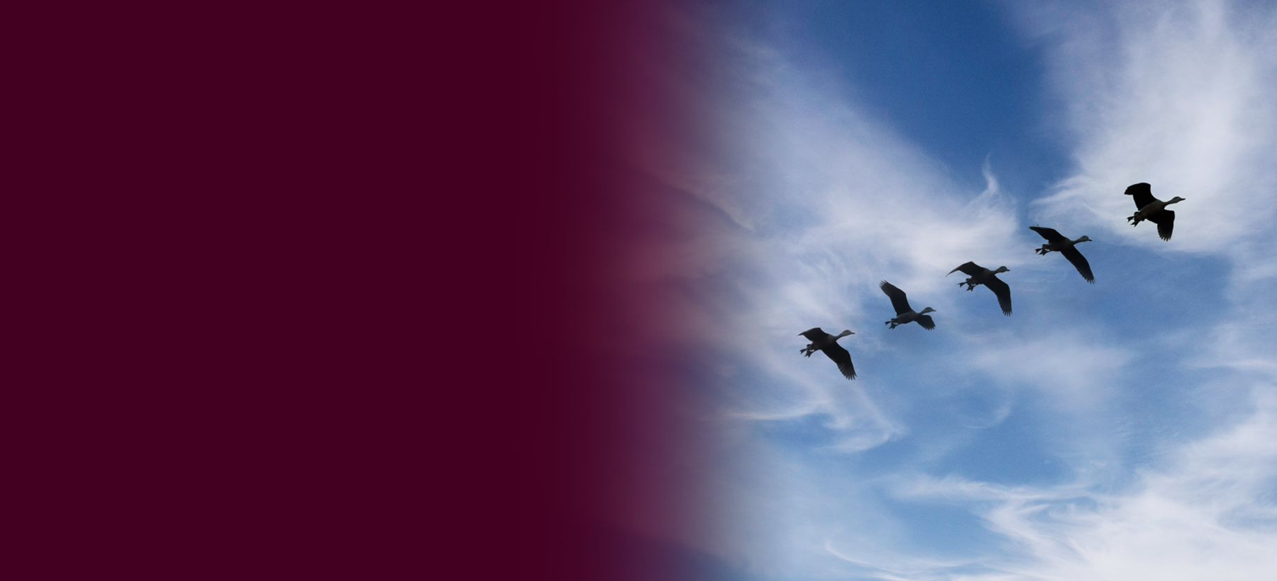 Whistling ducks flying across a blue sky