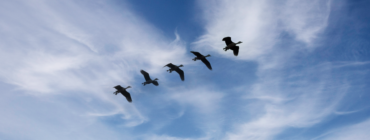 Whistling ducks flying across a blue sky