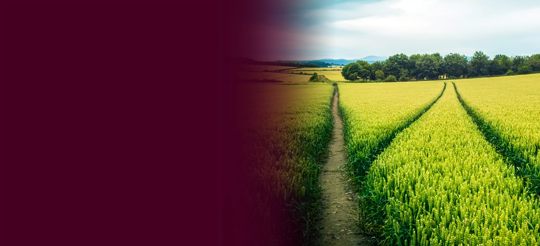 A green field with tracks branching off a main path.