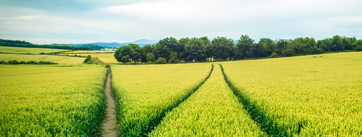 Green Field with tracks branching off a main path