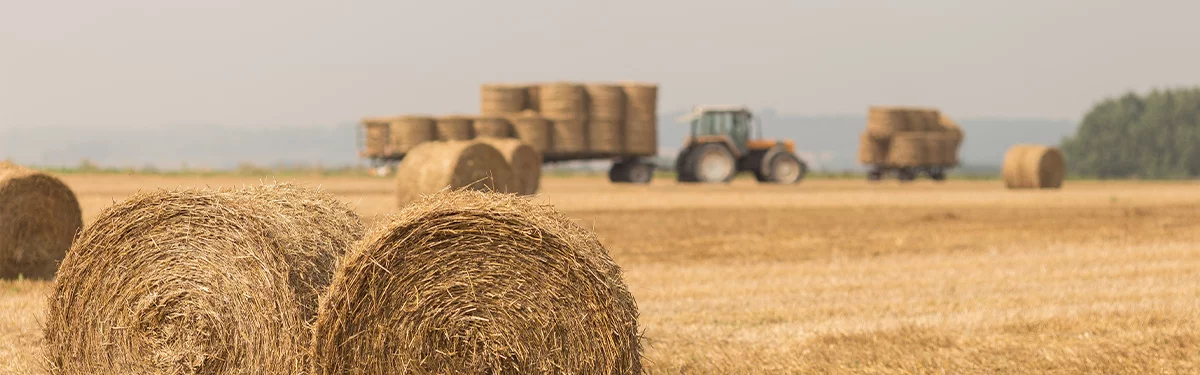 Bales of hay in a field and a tractor pulling hay in the background