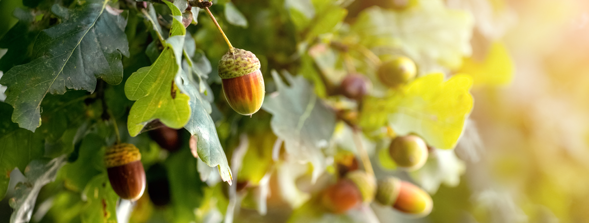 A close up of an Oak branch with acorns on a tree.