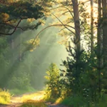 Rays of sunlight shining through trees