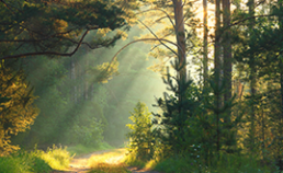 Rays of sunlight shining through trees