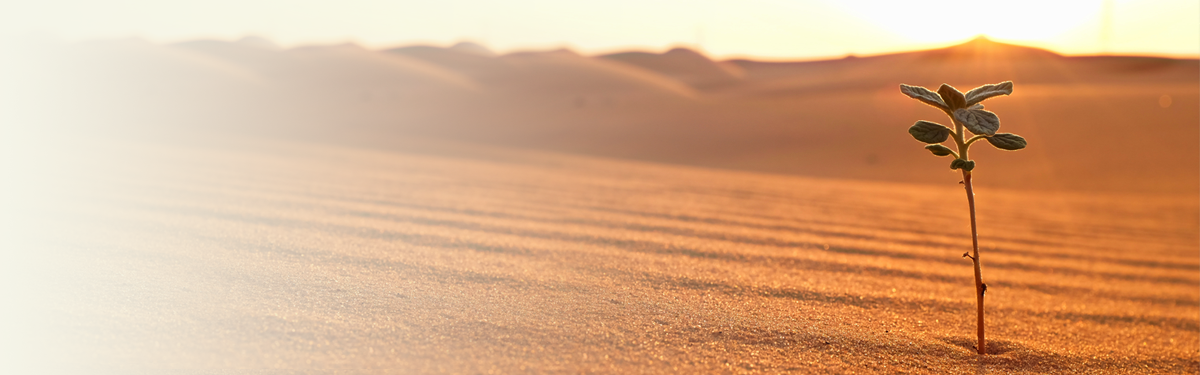 A plant growing in a desert