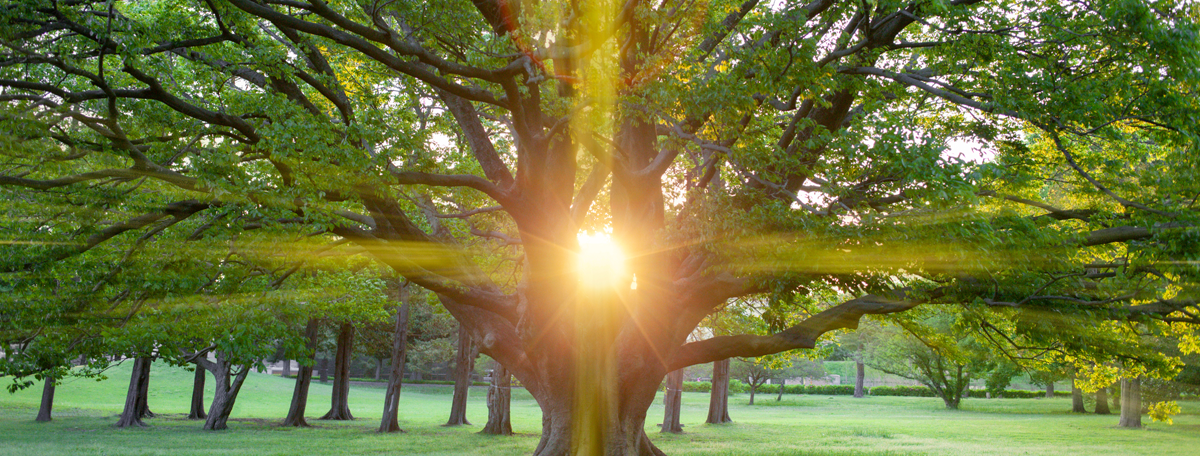 Rays of sunlight shining through the branches of a large tree