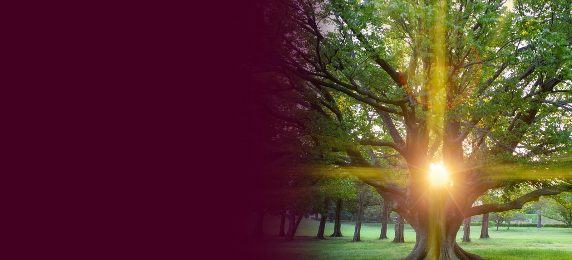 Rays of sunlight shining through the branches of a large tree