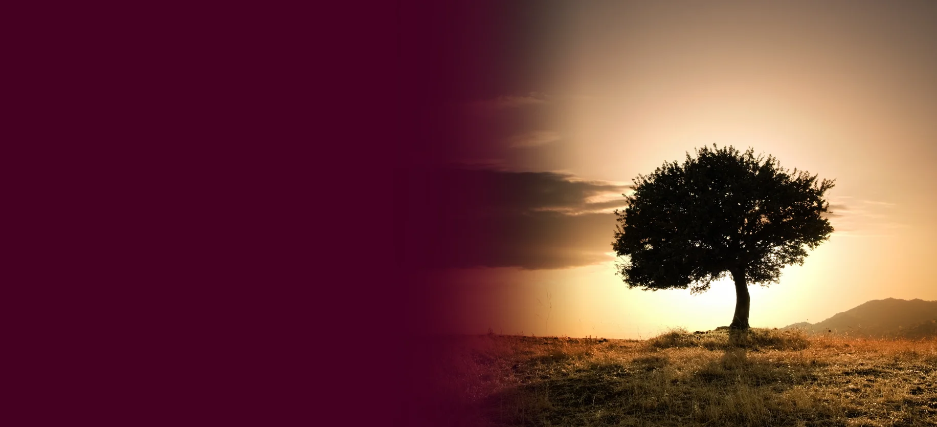 Lone tree on a hill during sunrise