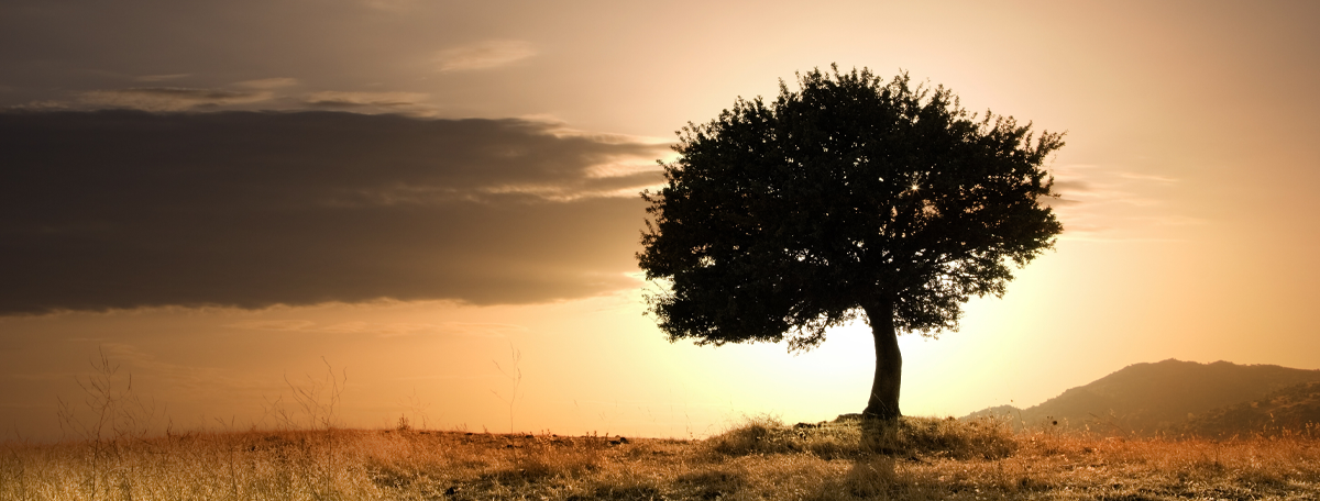 Lone tree on a hill during sunrise