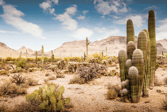 Non, ce pays n’est pas pour les vieilles règles