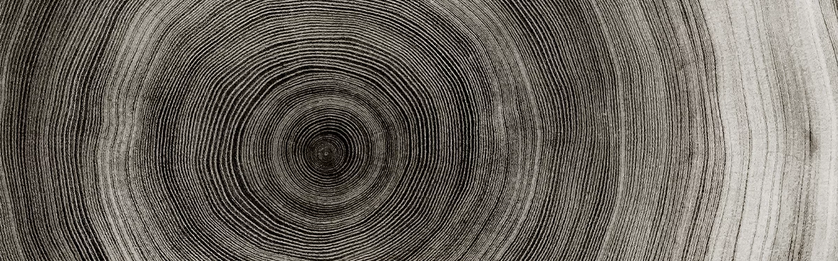 A cross-section showing the rings of a tree trunk