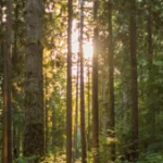 A forest of trees