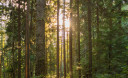 A forest of trees