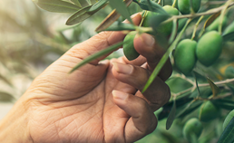 Une main qui cueille des olives sur une branche