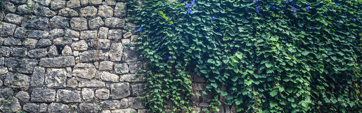 A stone wall with plants growing on it